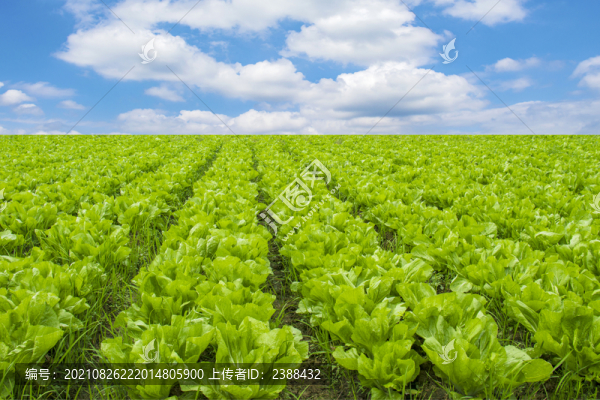蔬菜種植