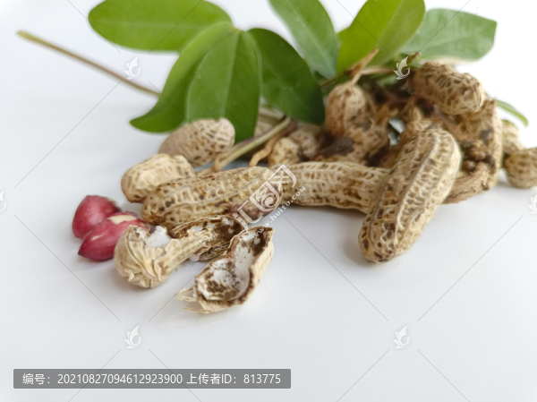 剝皮鮮花生