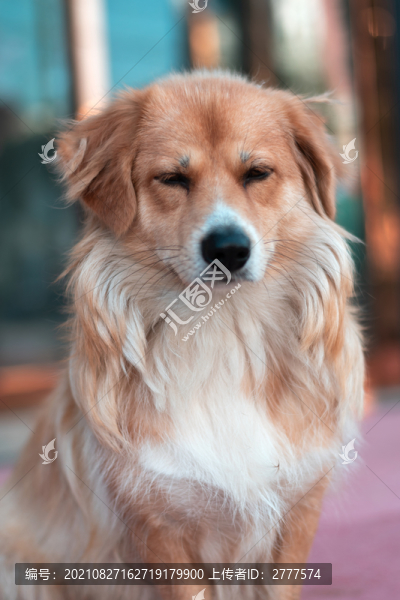金毛狗