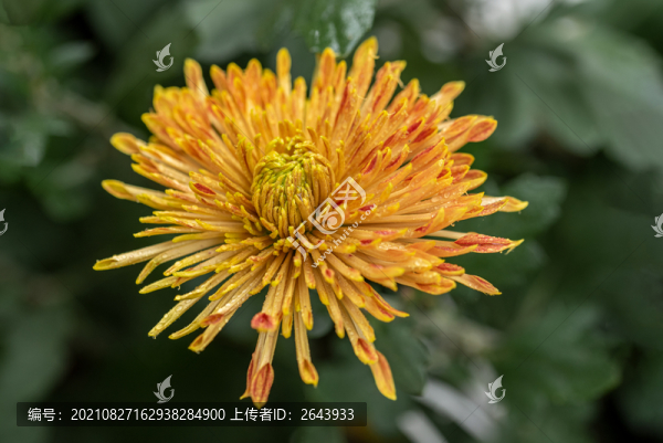 又聞菊花香