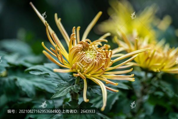 又聞菊花香