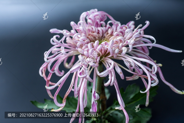 又聞菊花香