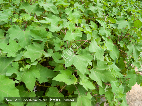 野外生長的成片的蒼耳