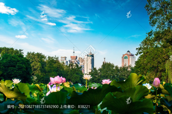 包河荷花