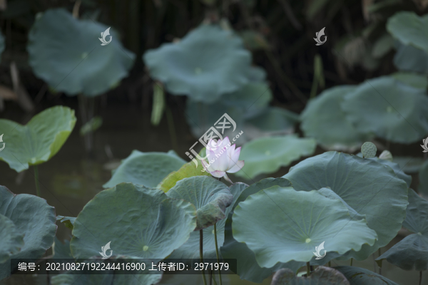 荷花