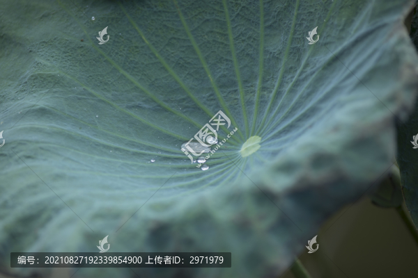 荷葉