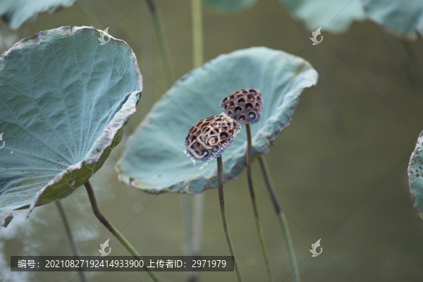 殘荷