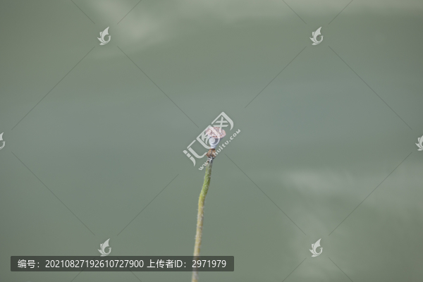 殘荷荷花
