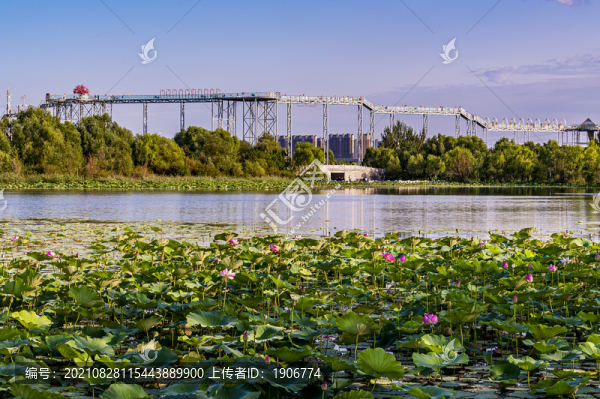 荷花盛開的長(zhǎng)春北湖濕地公園景觀