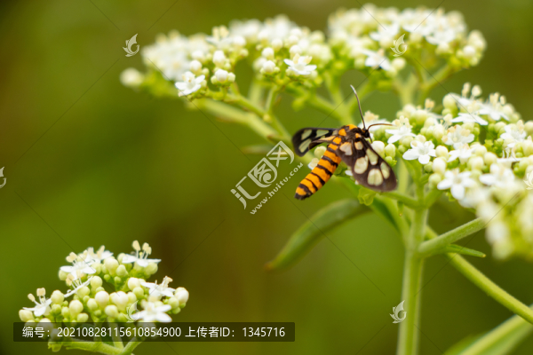 花朵蝴蝶