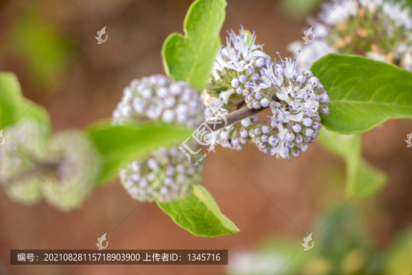 蘭香草