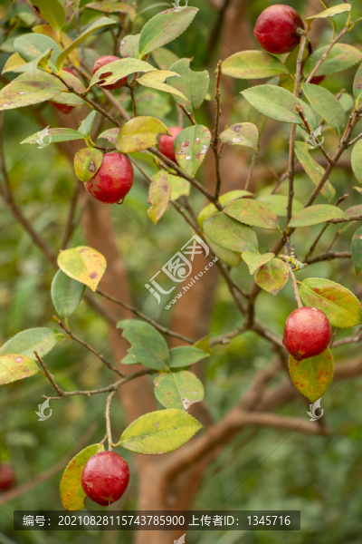 茶油樹