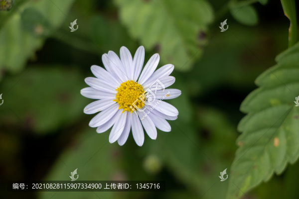 馬蘭野菊花