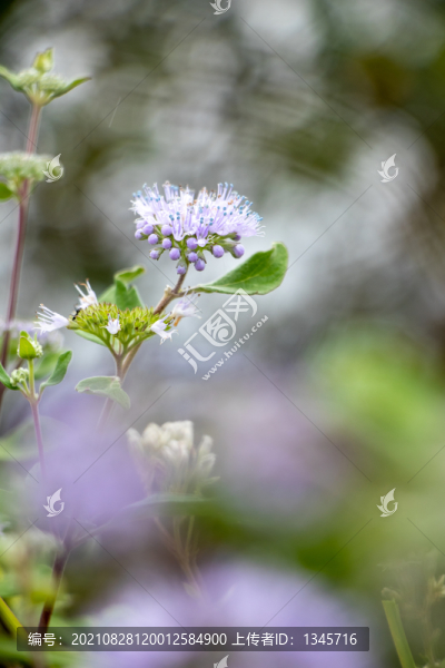 蘭香草