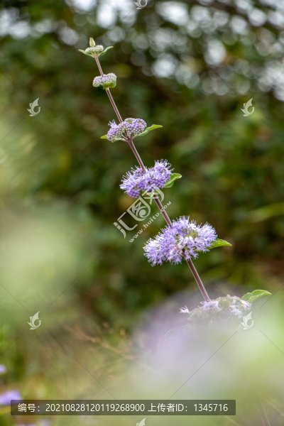 蘭香草