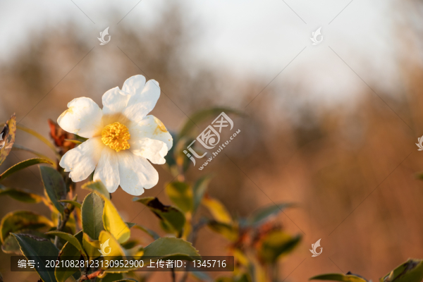 茶花樹(shù)