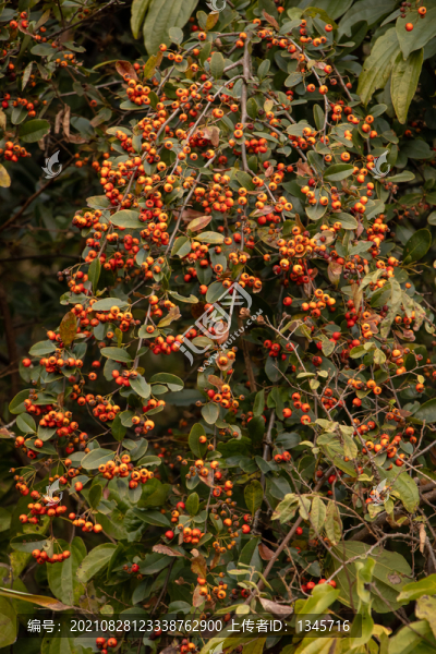 紅刺果