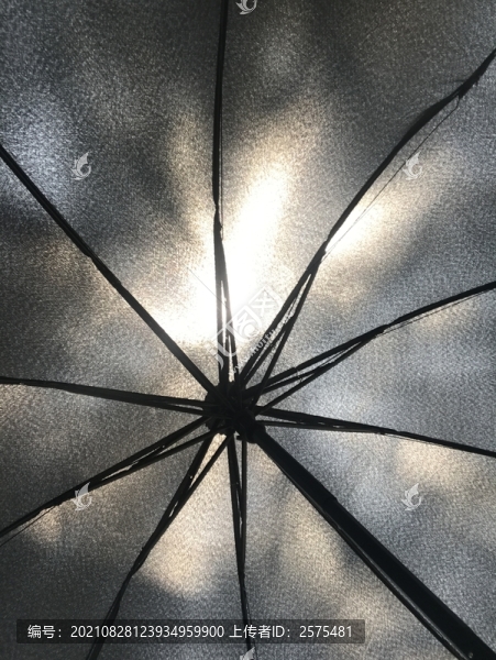 雨傘枝干