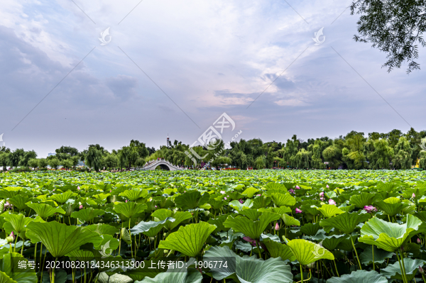 荷花盛開的中國長春南湖公園風(fēng)景
