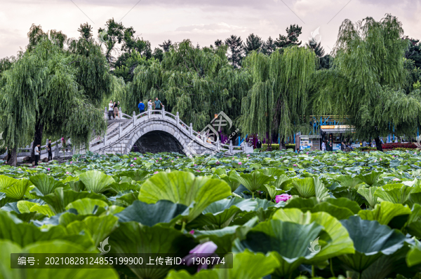 荷花盛開的中國長春南湖公園風(fēng)景
