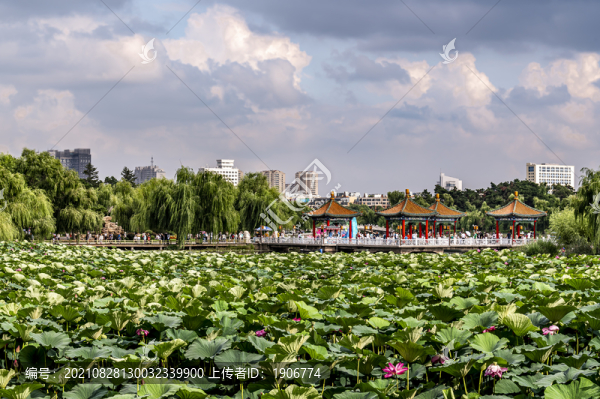 荷花盛開的中國長春南湖公園風(fēng)景