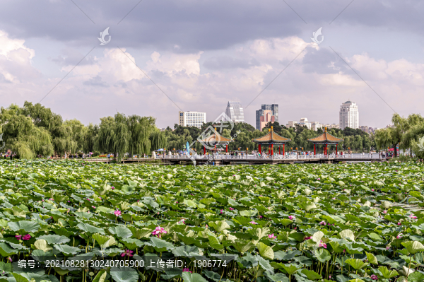 荷花盛開的中國長春南湖公園風(fēng)景