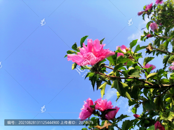 木槿花