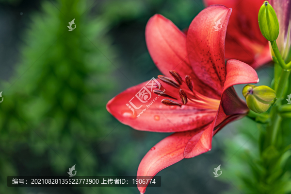 盛開(kāi)的百合花