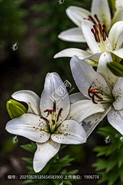 盛開(kāi)的百合花