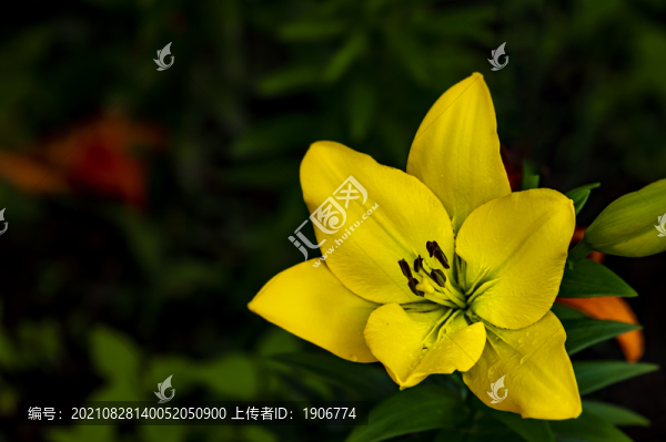 盛開的百合花