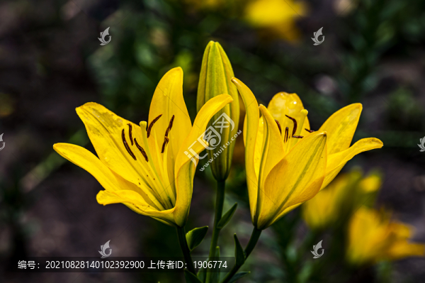 盛開的百合花