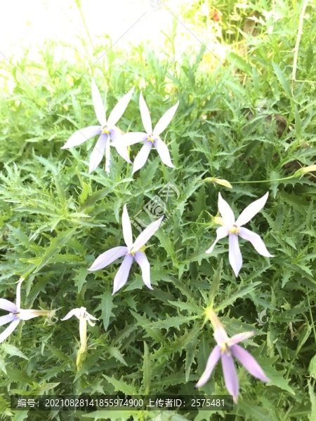 花花草草