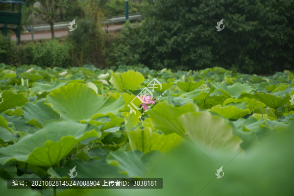 山中村落的荷塘一景