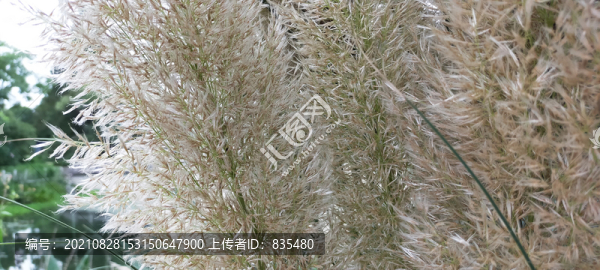 蘆葦白花