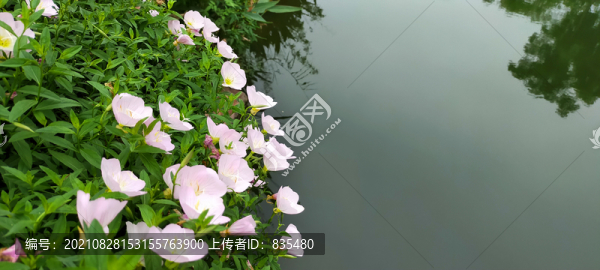 牽牛花