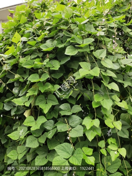 綠葉背景墻