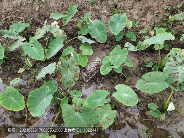 芋頭種植