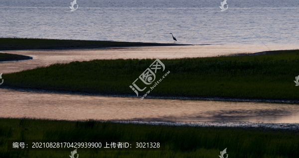 鳥類