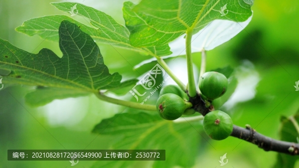 無(wú)花果