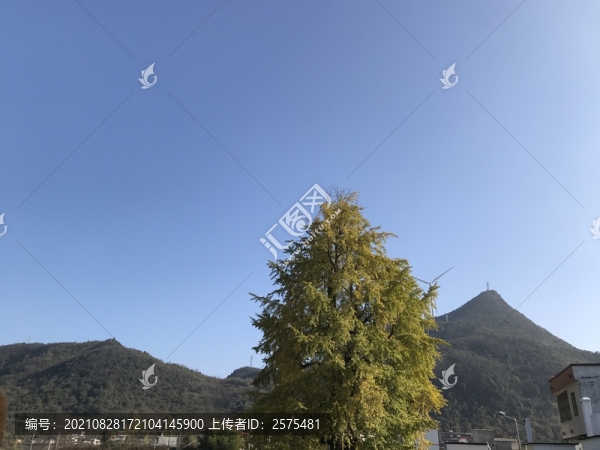 樹(shù)木