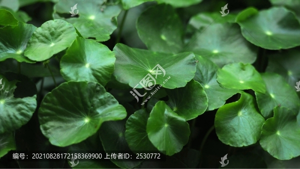 香菇草