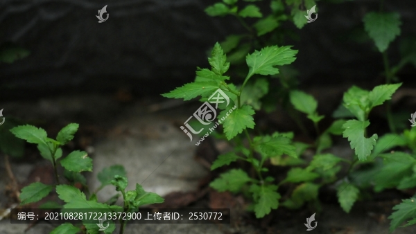 野菊