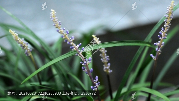 沿階草