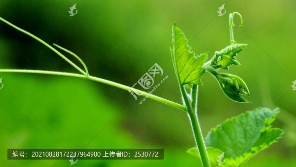 南瓜藤