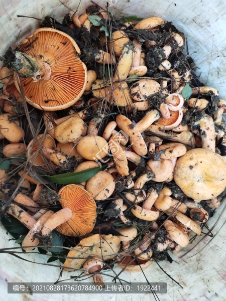 樅菌