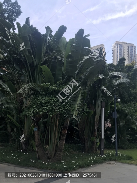 樹林