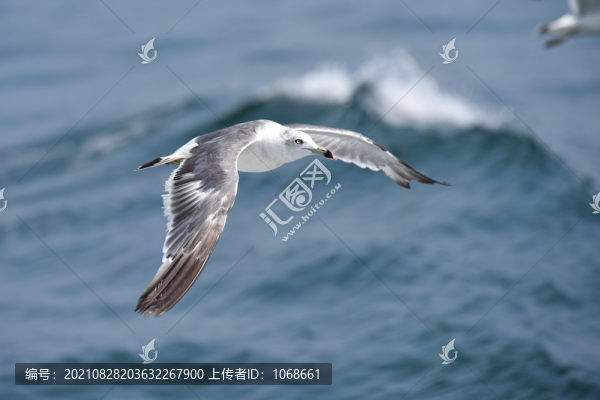 海鷗