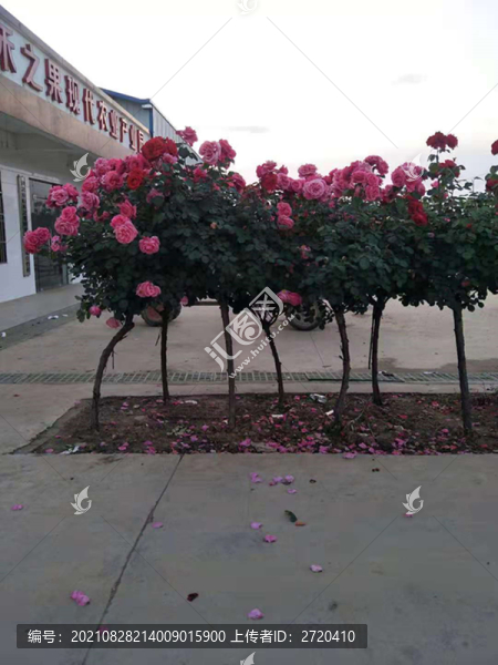 月季花