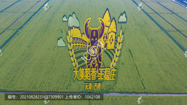 天津西青稻田大美稻香王穩(wěn)莊豐收