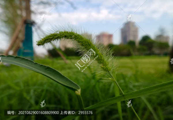 草特寫